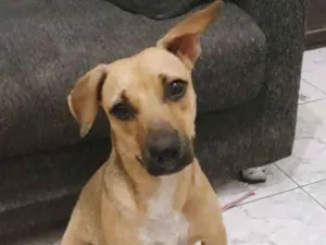 Cachorro raça SRD idade 1 ano nome Mercúria