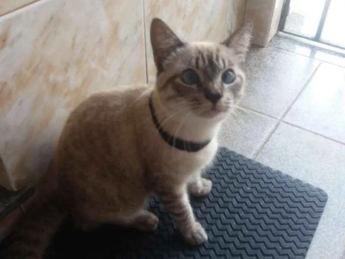 Gato ra a Arabian mau idade 7 a 11 meses nome Léo