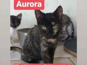 Gato raça Srd idade 2 a 6 meses nome Aurora