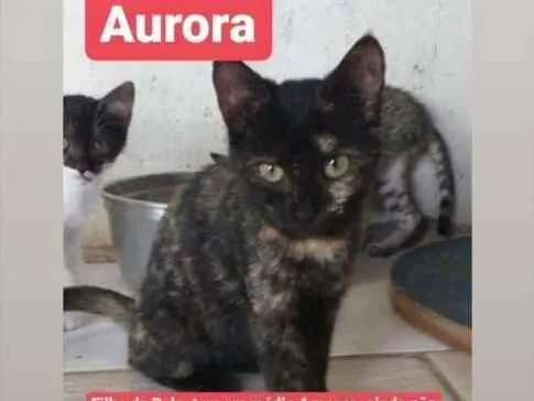 Gato ra a Srd idade 2 a 6 meses nome Aurora