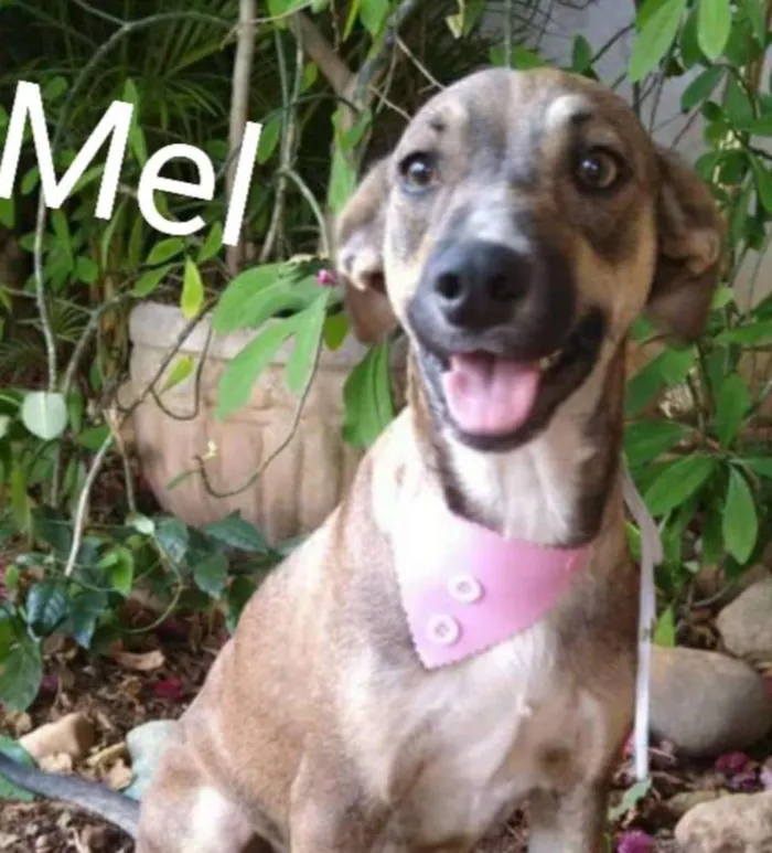 Cachorro ra a Sem raça definida idade 1 ano nome Mel