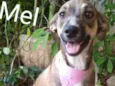 Mel