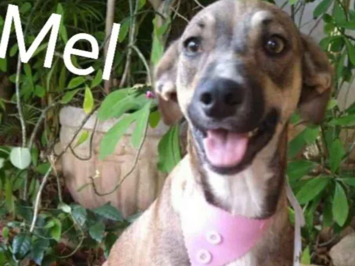 Cachorro ra a Sem raça definida idade 1 ano nome Mel