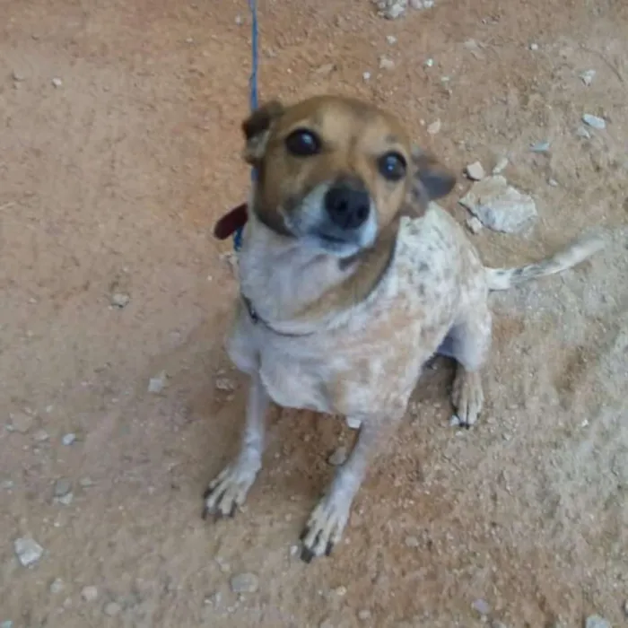 Cachorro ra a Srd idade 2 anos nome Meg