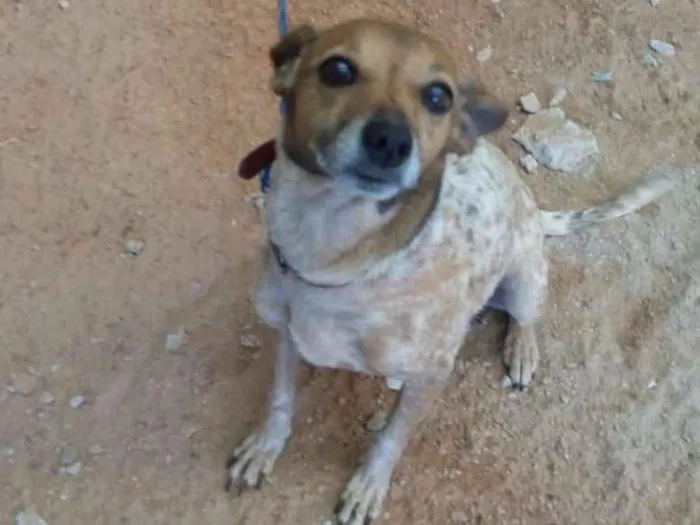 Cachorro ra a Srd idade 2 anos nome Meg
