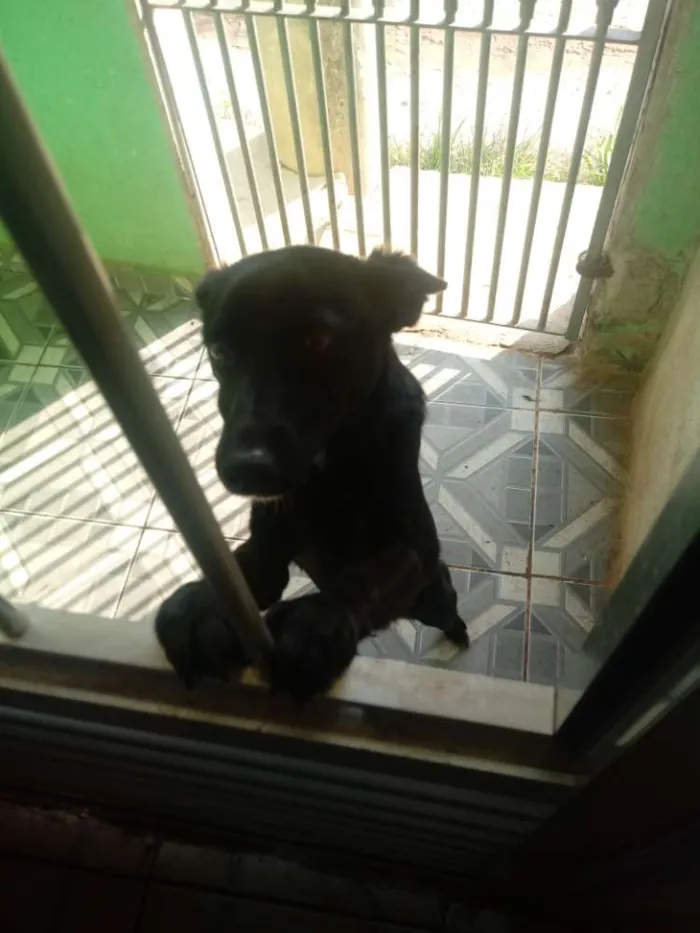 Cachorro ra a Vira lata idade 7 a 11 meses nome Preta