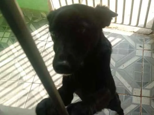 Cachorro ra a Vira lata idade 7 a 11 meses nome Preta