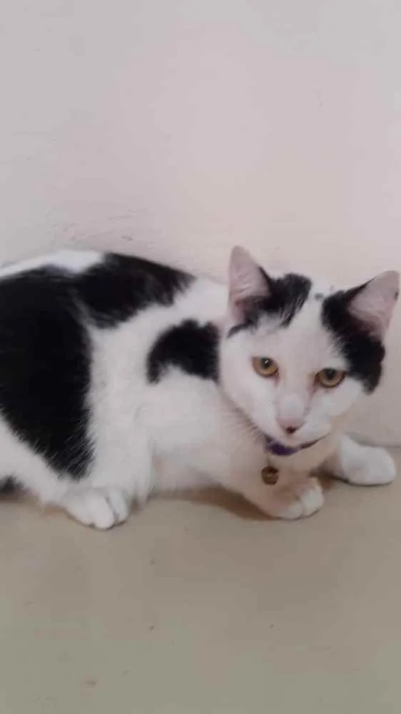Gato ra a Srd idade 2 a 6 meses nome Charlie