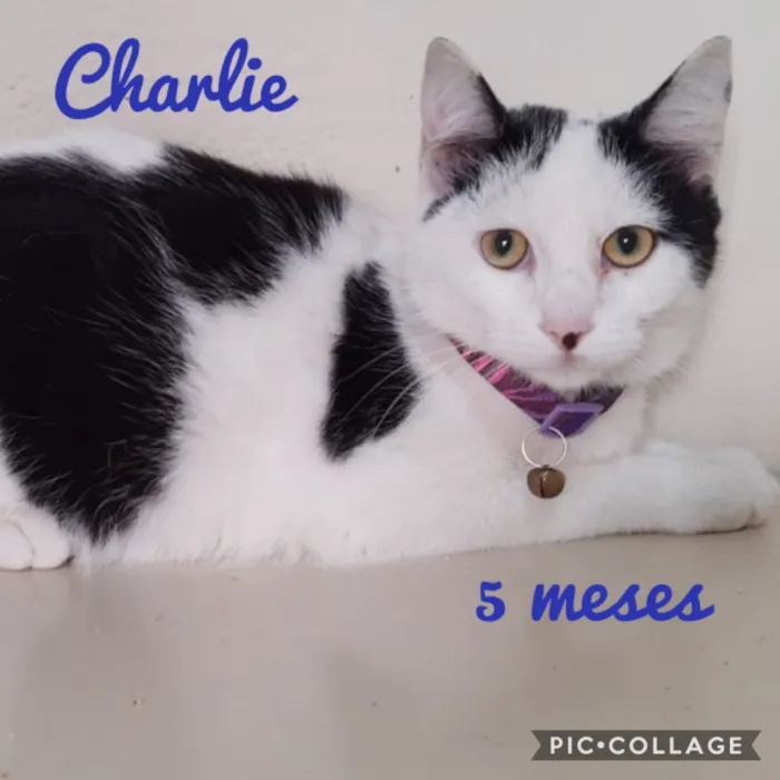 Gato ra a Srd idade 2 a 6 meses nome Charlie
