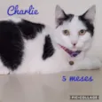 Charlie