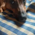 Barão