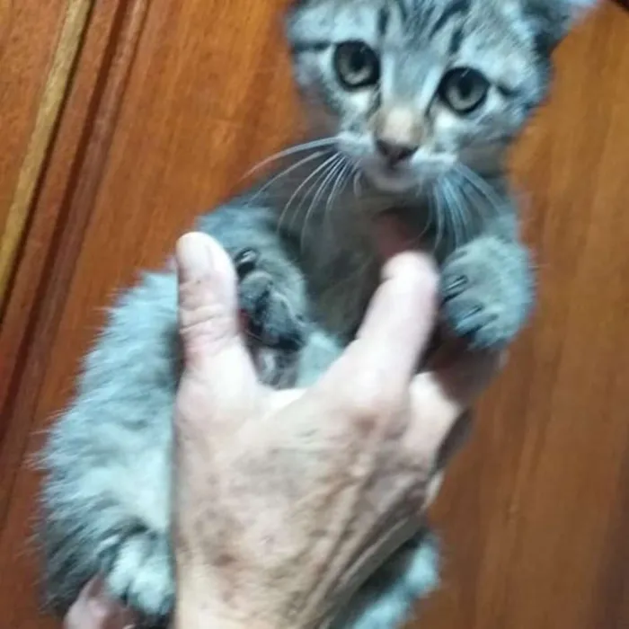 Gato ra a Srd idade 2 a 6 meses nome Fufi