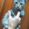 Fufi