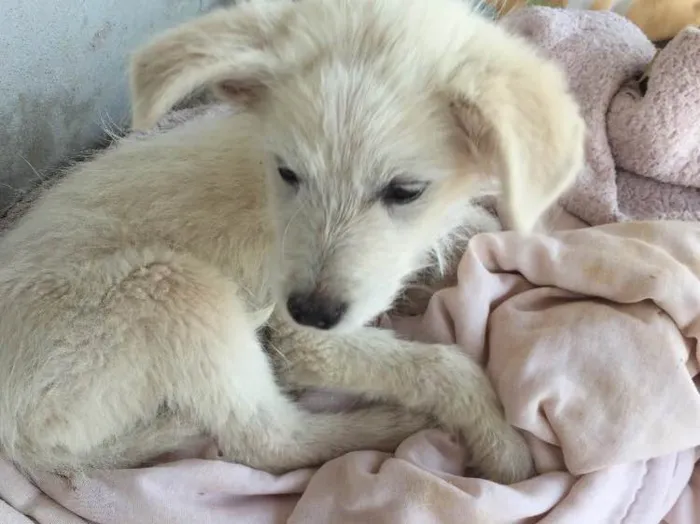 Cachorro ra a Indefinida  idade Abaixo de 2 meses nome Duda