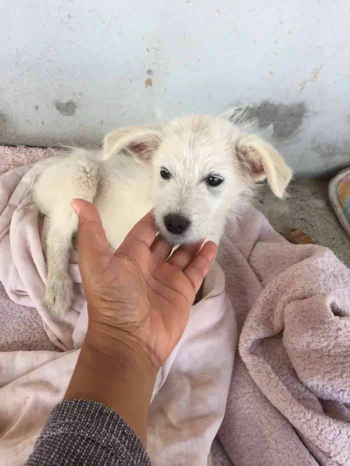 Cachorro ra a Indefinida  idade Abaixo de 2 meses nome Duda