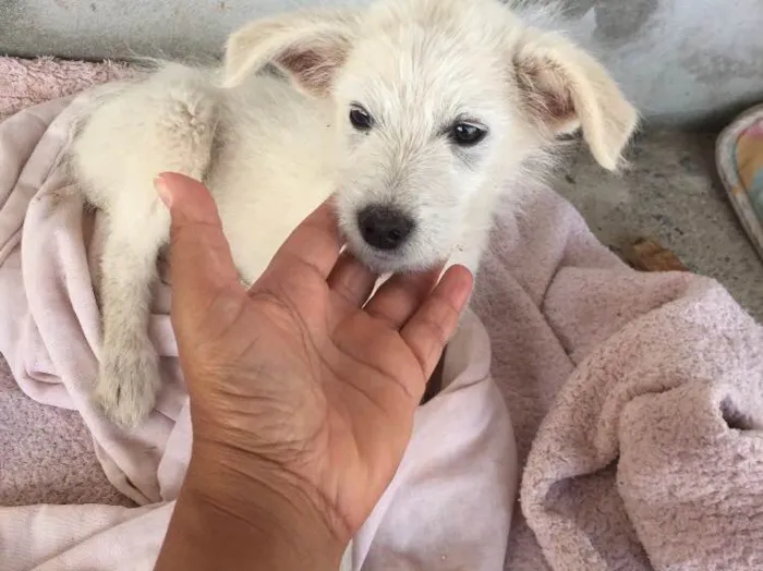 Cachorro ra a Indefinida  idade Abaixo de 2 meses nome Duda