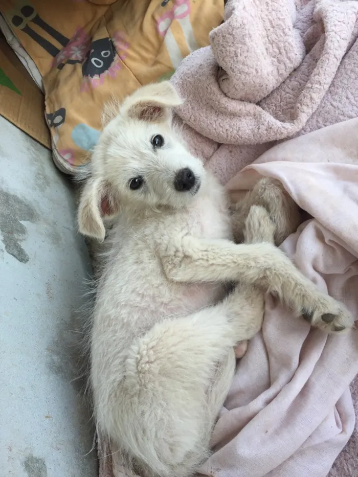 Cachorro ra a Indefinida  idade Abaixo de 2 meses nome Duda