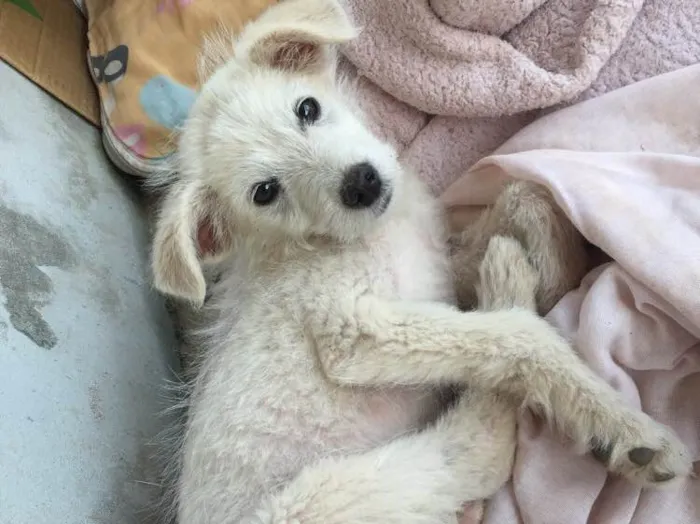Cachorro ra a Indefinida  idade Abaixo de 2 meses nome Duda