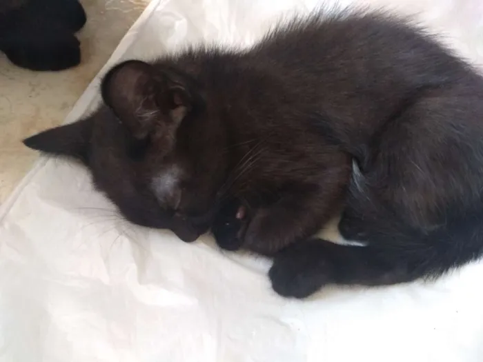 Gato raça Indefinida idade Abaixo de 2 meses nome Sem nome