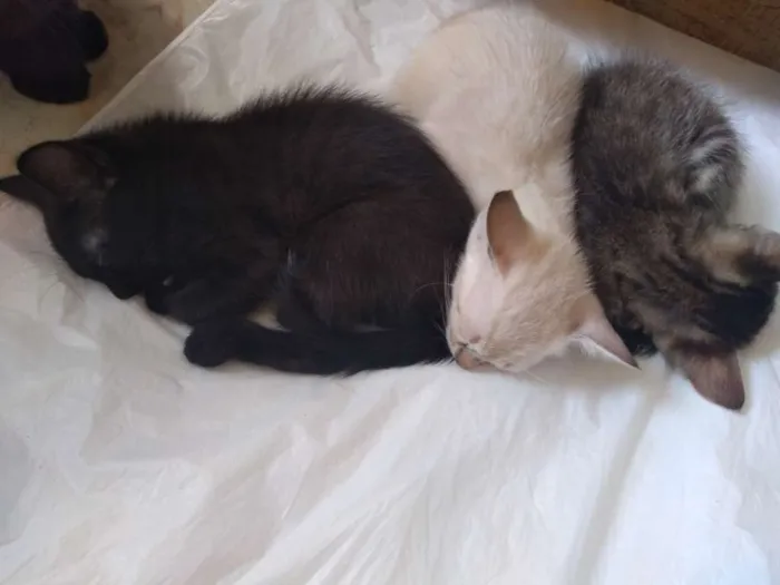Gato raça Indefinida idade Abaixo de 2 meses nome Sem nome