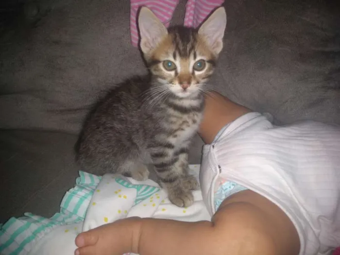 Gato raça Indefinida idade Abaixo de 2 meses nome Sem nome