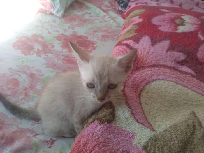 Gato raça Indefinida idade Abaixo de 2 meses nome Sem nome