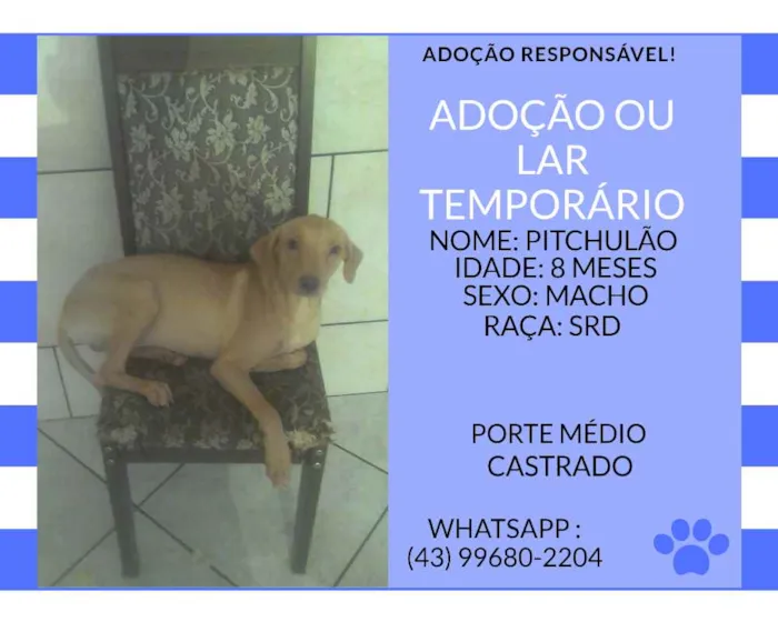 Cachorro ra a srd idade 7 a 11 meses nome pichulão