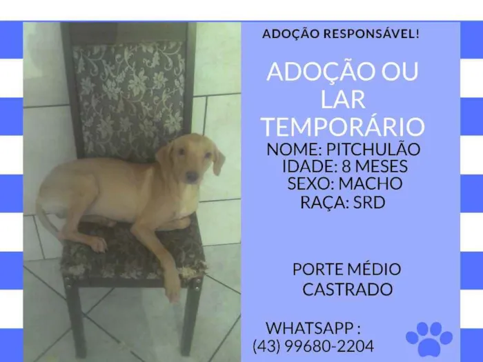 Cachorro ra a srd idade 7 a 11 meses nome pichulão