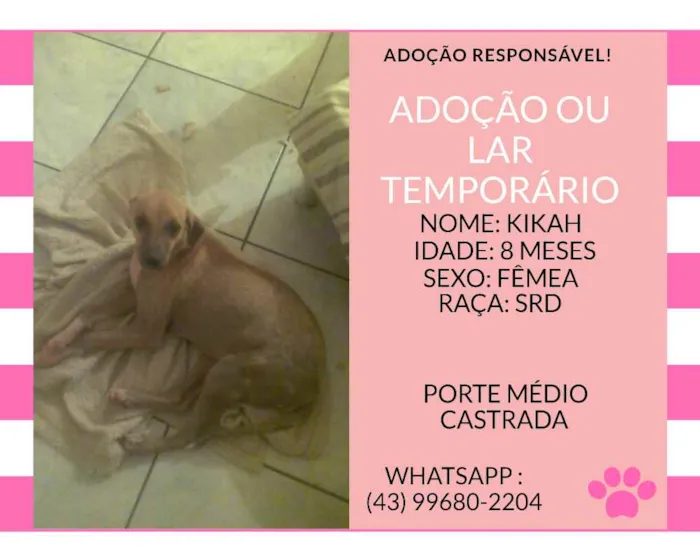 Cachorro ra a srd idade 7 a 11 meses nome kika