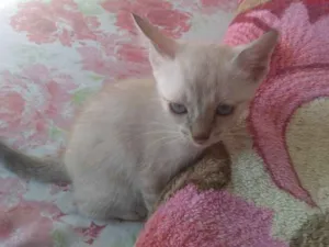 Gato raça Indefinida idade Abaixo de 2 meses nome Sem nome