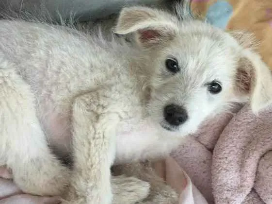Cachorro ra a Indefinida  idade Abaixo de 2 meses nome Duda