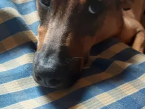 Cachorro raça Srd idade 1 ano nome Barão