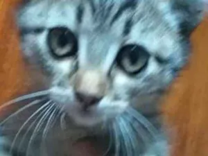Gato raça Srd idade 2 a 6 meses nome Fufi
