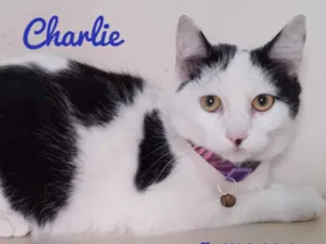 Gato raça Srd idade 2 a 6 meses nome Charlie