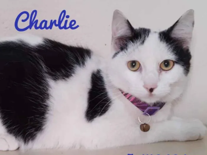 Gato ra a Srd idade 2 a 6 meses nome Charlie
