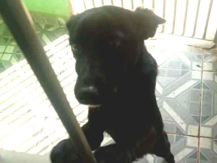 Cachorro ra a Vira lata idade 7 a 11 meses nome Preta