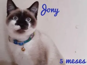 Gato raça Srd idade 2 a 6 meses nome Jony