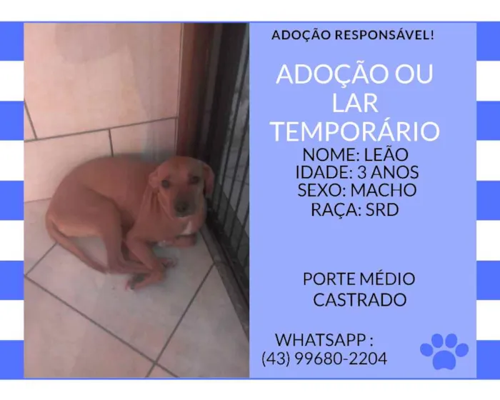 Cachorro ra a srd idade 3 anos nome leao