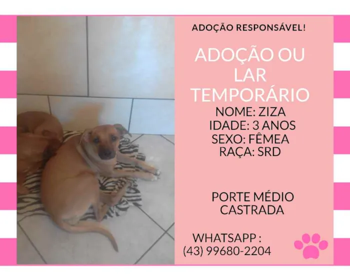 Cachorro ra a srd idade 3 anos nome ziza