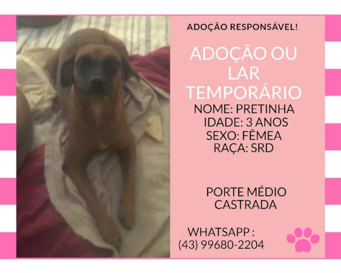 Cachorro ra a srd idade 3 anos nome pretinha