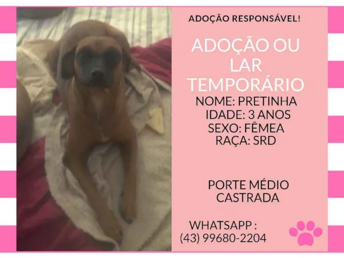 Cachorro ra a srd idade 3 anos nome pretinha