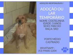 Cachorro raça srd idade 3 anos nome costelinha