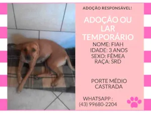 Cachorro raça srd idade 3 anos nome fia