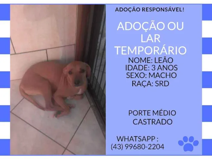 Cachorro ra a srd idade 3 anos nome leao