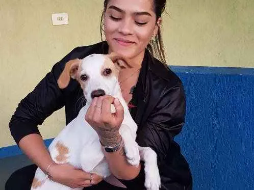 Cachorro ra a Vira Lata idade 2 a 6 meses nome Panqueca