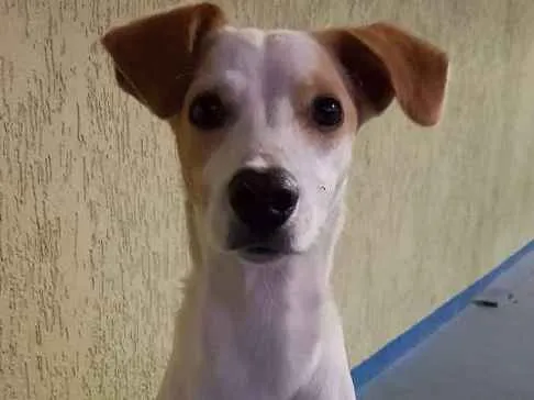 Cachorro ra a Vira Lata idade 2 a 6 meses nome Panqueca