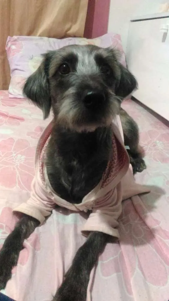 Cachorro ra a Vira lata idade 1 ano nome Ayla