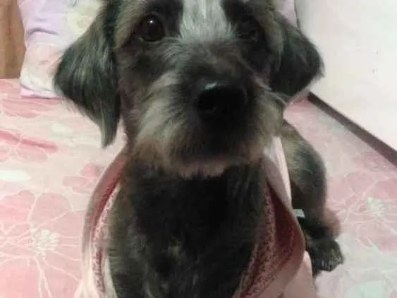 Cachorro ra a Vira lata idade 1 ano nome Ayla