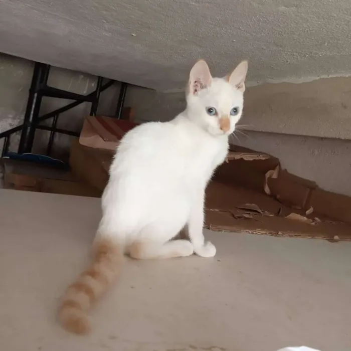 Gato ra a Srd idade 2 a 6 meses nome Samuel