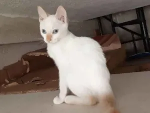 Gato raça Srd idade 2 a 6 meses nome Samuel